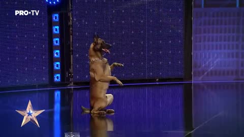 Dog On America's Got Talent Are FELINE Good!