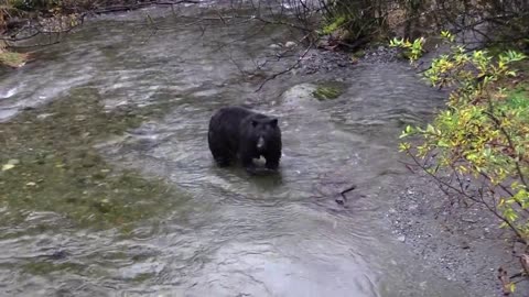 Hungry black Bear try to fishing (Part 1)