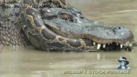 Python vs Alligator in a deadly Fight