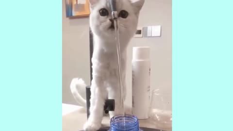 What happens when a cute kitten is trying to drink water?