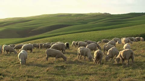 Sheeps at the Catlins in New Zealand