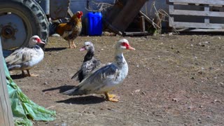 Ducks and fun on the farm