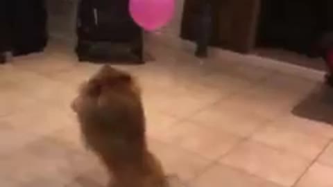 Cute puppy likes to play volleyball with balloon!