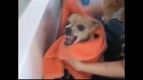 Funny animals at bath time - Funny cats and dogs