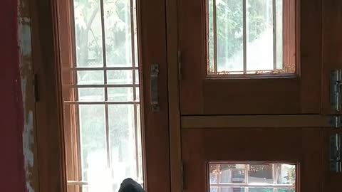 Dog growls at squirrel climbing on front door