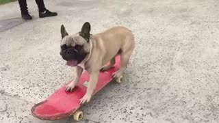 French Bulldog shows off serious skateboarding skills