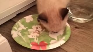 Rescued kitten can't stop meowing while eating