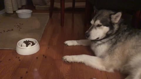 Privileged dog won't eat until food is placed in front of him