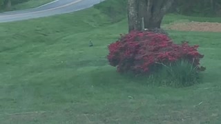 Guinea Fowl Playing Near My Home (4/8/20)