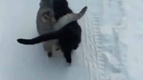 Cats walking in snow