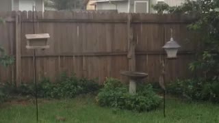 Squirrel Can't Climb Pole