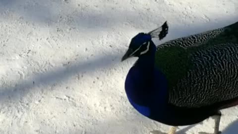 A peacock comes to visit us