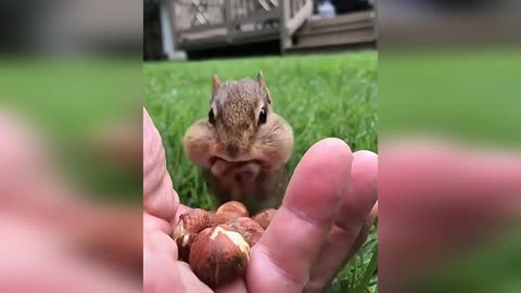 Buddy Squirrel could not take it Slow