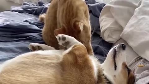 Puppy and Kitty have great time together