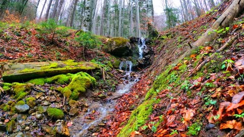 THE SINGING OF NATURE - Meditation