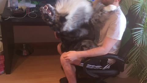 Australian Shepherd knows his owner will always catch him