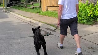 Excited Labradoodle Leaps Like a Bunny