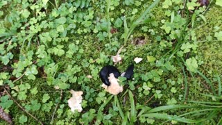 A big black slug grazing mushrooms in the Slovenian rainforest