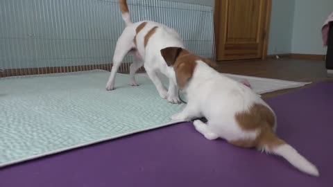 Puppy Jack Russell Terrier / funny dog / funny