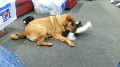 gentle giant wrestles Frenchie pup