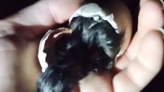 Baby Silkie Chick Hatching Part 4