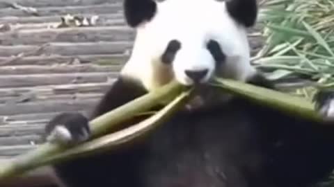 Kungfu panda new skill to eat bamboo!!!