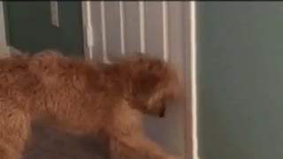 Brown dog playing with door stopper