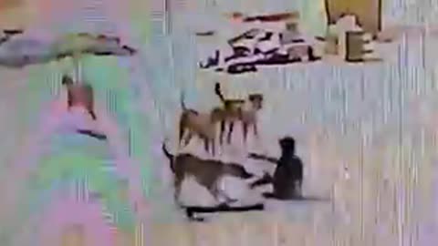 10 كلاب تنهش طفلا في شمال السعودية
