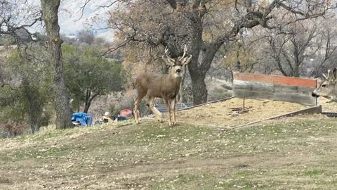 Buck in the wild