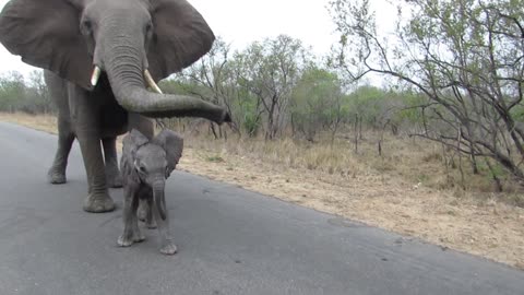 Elephant with small baby, amazing interaction and behaviour