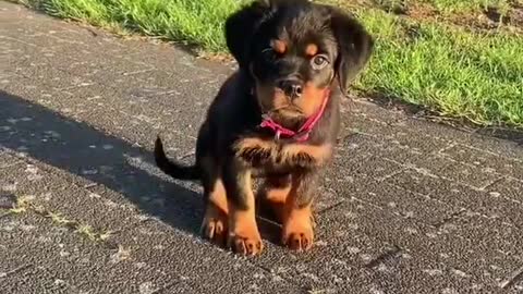 3 months VS 17 months and still baby rottweiler face 🤣😍 🥰 #Shorts #rottweiler #dogs