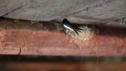 Swallow feeds its chicks in the nest. Swallow feeds nestlings