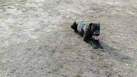 Watch What This Pup Does When She Refuses To Leave The Dog Park