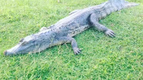 crocodile - Guyane française 🇬🇫