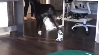 Boxer Wears Human Shoes with Style