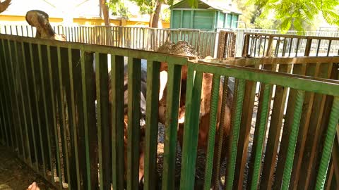 Little Girls feeds hungry Family Hippos In Zoo