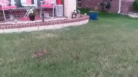 We play with a bunny