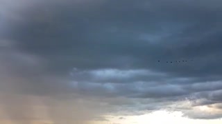 a flock of storks