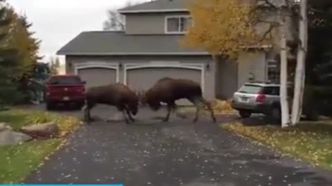 Elk fight in Alaska neighborhood