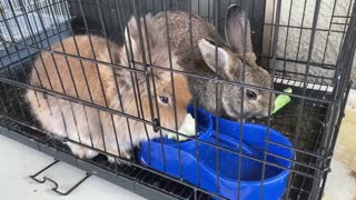 My cute rabbits