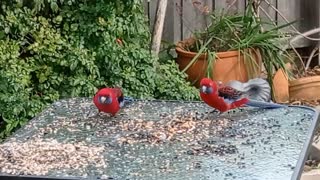 Wild Rosella's Feasting in a Late Winter Garden