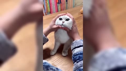 [Funny cat] cute and funny cat videos to keep you smiling.