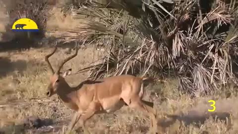 Amazing!! Animal Saves Another Animal | Animal Heroes |