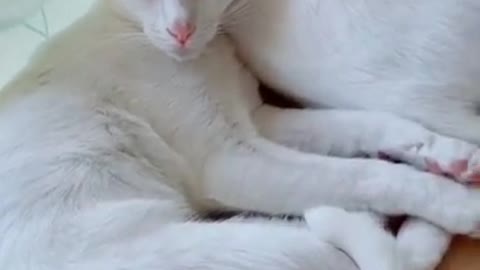 Funny white cat too much fun