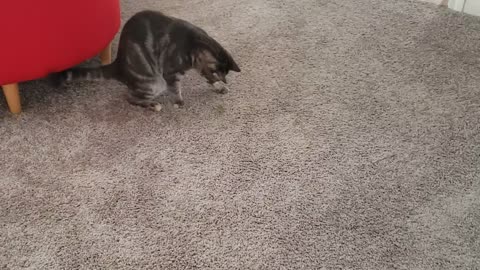 My cat playing with a grasshopper