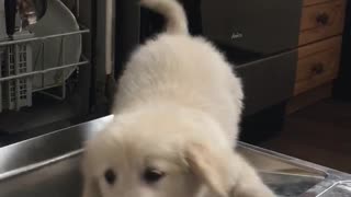 Cute Golden Retriever puppy plays on dishwasher