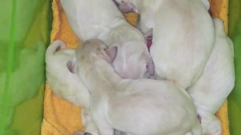 Recently born Golden Retriever Puppies -so cute 🐶