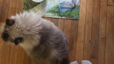 Adorable Ragdoll kitty sits to wait for food