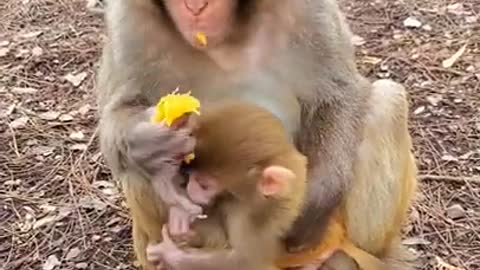 cutest baby monkey you will see today