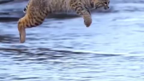 Funny Animal - Cat Jump